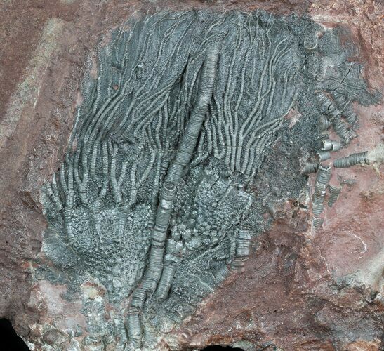 Moroccan Crinoid (Scyphocrinites) Plate #46474
